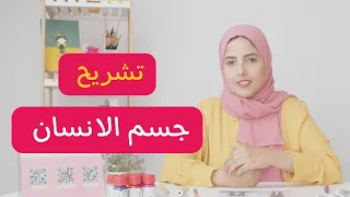 اساسيات الرسم الدرس الخامس تشريح جسم الانسان للمبتدئين Part 1 