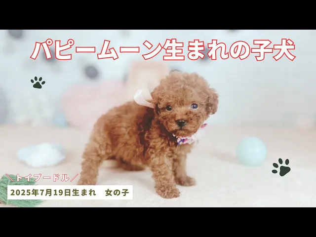 動画