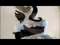Bonded kittens to adopt