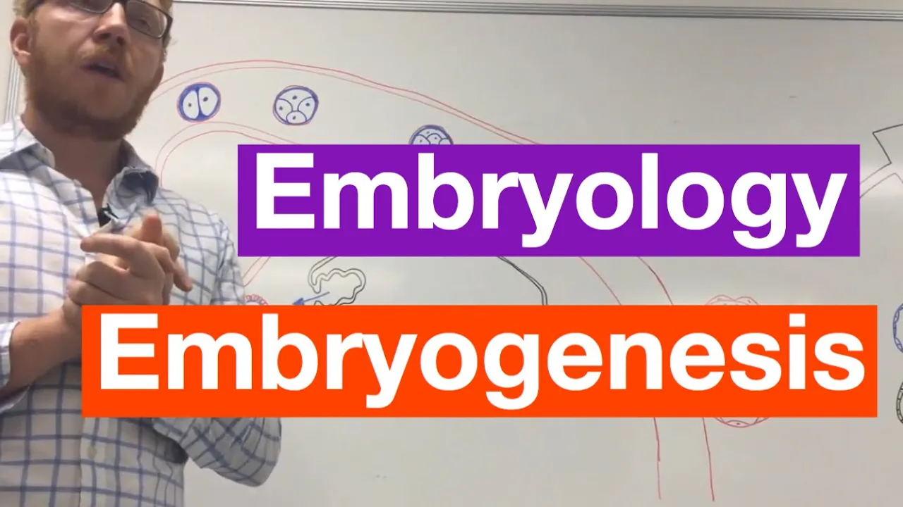 Embryogenesis | Embryology