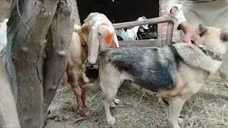 when dog meets sheep for the first time funny reactions 