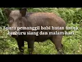 Download Lagu Suara pemanggil babi hutan untuk berburu di siang dan malam hari