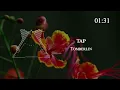 Tomberlin - tap