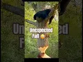 Download Lagu When the Beaver Bites... and the Bear Falls! 😱🐻 Unexpected Victim of the Beaver’s Engineering 😬🐻
