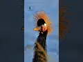 Download Lagu Rahasia Dibalik Tarian Burung Mahkota Hitam! 😲🦚