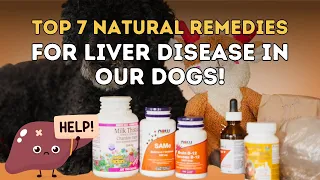 Download My Top Seven Natural Remedies for Liver Disease in Our Dogs MP3