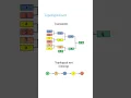 Topological Sort Explained with Example Tournament Ranking