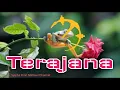 Download Lagu Dangdut Legendaris: \