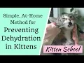 Download Lagu At Home Method to Prevent Deadly Dehydration in Kittens MP3