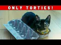 7 Things No One Warned You About Tortie Cats