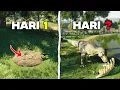 Lagu Gue Membangun KEBUN DINO Untuk MENGEMBANGBIAKKAN T-REX Di Prehistoric Kingdom