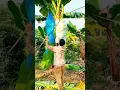 Download Lagu Teknik petani panen buah pisang dengan hasil yang sangat maksimal #shorts