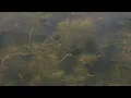 418 Survey Osisko Lake Inventory