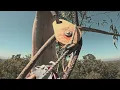 Arborists POV Big GumTree Drill powered ascender come up the tree and see the view