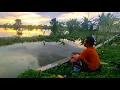 Download Lagu Parit ini patut di acungi jempol‼️bukan cuma ikan mas nya ikan nilanya juga besar-besar