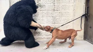 اضخم كلب بيتبول الزازا ضد الغوريلا 🦍ً