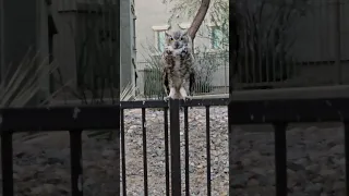 Gorgeous owl and CYNDI filmed it