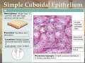Chapter 4 Tissue
