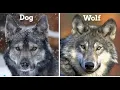 What s the Differences Between Wolf vs Dog - Can Wolves Become Pets
