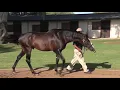 Master Of My Fate - Breeding To Win