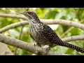 Download Lagu Burung Sirit Uncuing / Burung Tuwu, Burung Penuh Mitos Dan Berharga Tinggi