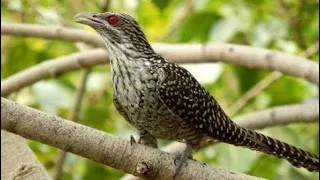 burung sirit uncuing burung tuwu burung penuh mitos dan berharga tinggi