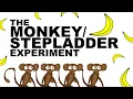 Download Lagu THE MONKEY/STEPLADDER EXPERIMENT MP3