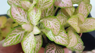 نبات بولكا او خد العروس 