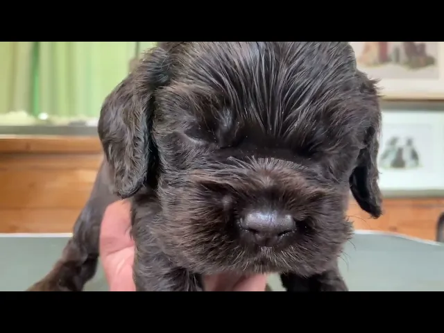 動画