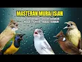 Lagu Masteran Murai Isian Kenari, Cungkok, Cililin, Cucak Jenggot, Kapas Tembak