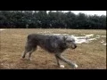 Dog Breeds - Irish Wolfhound Dogs 101 Animal Planet