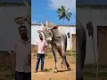 Download Lagu #hallikarfan #hallikarcow #hallikarbull#hallikarfollower   #bull #bullsale #hallikar #hallikarlover