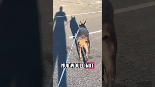 #fyp #dream #doberman #pets #vlog