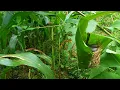 Download Lagu Burung ciblek tebu di alam liar yang sedang meloloh anak nya||bird nest