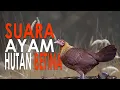 Download Lagu 1 JAM DURASI SUARA  AYAM HUTAN BETINA - JUNGLE FOWL