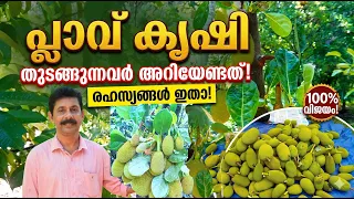 പ്ലാവ് പുതിയായി കൃഷി ചെയ്യുന്നവർ ഇത് അറിഞ്ഞിരിക്കണം Jackfruit Farming for Beginners