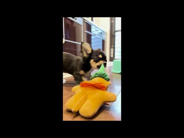 動画