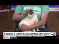 Adopt a Less-Adoptable Pet Week at Animal Friends Humane Society