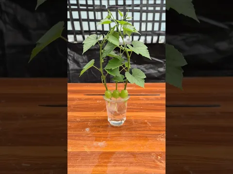 Growing a grapes plant #shorts #shortvideo
