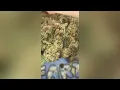 Don Mega Strain Review Smk Brk 420