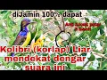 Download Lagu AMPUH SEKALi|Suara Pikat Burung Kolibri Kelapa/Kolibri Manggar Anti Zonk!! @ObonKuy7