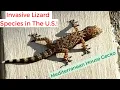 INVASIVE Lizard in The U S MEDITERRANEAN House GECKO