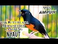 Download Lagu 99% AMPUH // PANCINGAN MURAI BATU SETRES CUKUP PUTAR SATU KALI PASTI LANGSUNG NYAUT. 