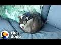 Woman Wakes Up To A Pit Bull Curled Up On Her Outdoor Couch | The Dodo