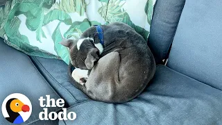 Woman Wakes Up To A Pit Bull Curled Up On Her Outdoor Couch The Dodo