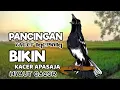 Download Lagu TERAPI PIKAT SUARA BURUNG KACER NGEPLONG!! MASTERAN KACER BUAT KACER AGAR CEPAT BUNYI GACOR