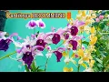 Download Lagu TERUNGKAP‼️ANGGREK MEKAR CANTIK RECOMMEND@Berlianflorist