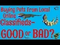 Buying pets from local online classifieds Points to Consider