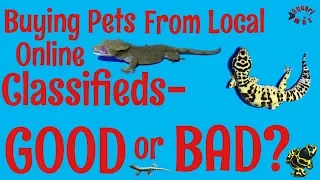 Buying pets from local online classifieds Points to Consider
