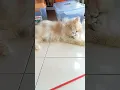 Download Lagu cat kzuuz zkzu Jaua abaja